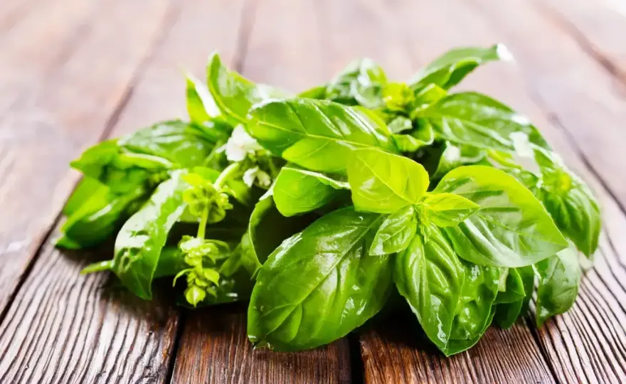Suszenie bazylii - zachowaj aromat lata na dłużej!